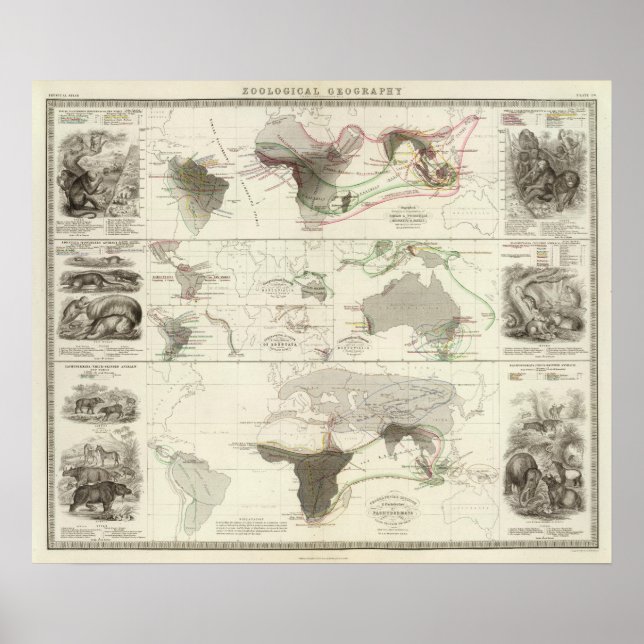 Póster Geografía zoológica (Frente)