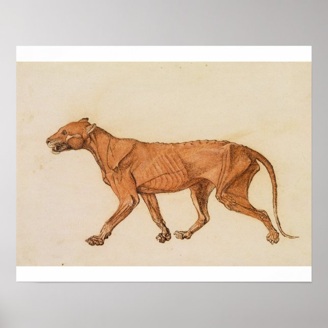 Póster George Stubbs | Tigre, vista lateral, piel elimina (Frente)