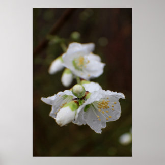 Póster Georgia Rosa en la lluvia