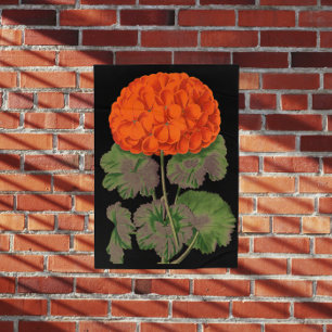 Póster Geranio vintage - floral audaz