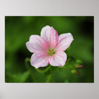 Póster Geranium