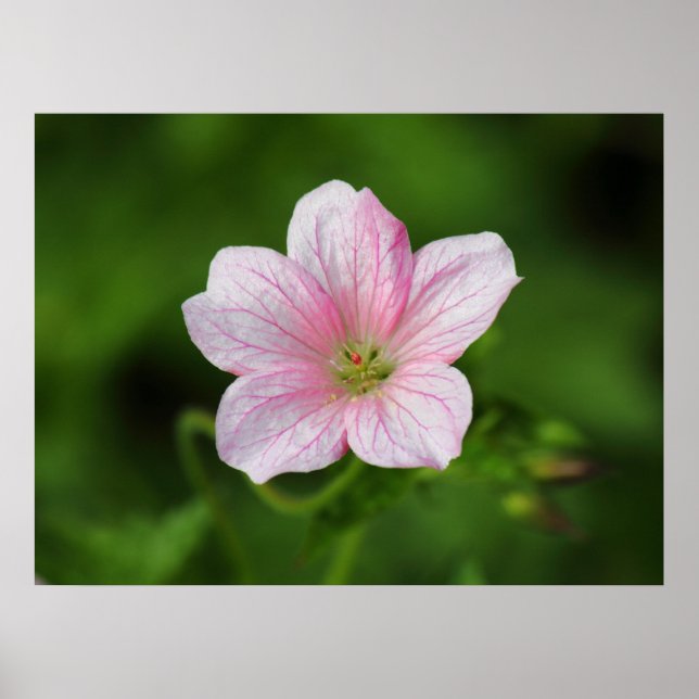 Póster Geranium (Frente)