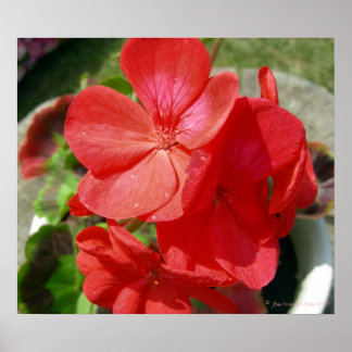 Póster Geranium
