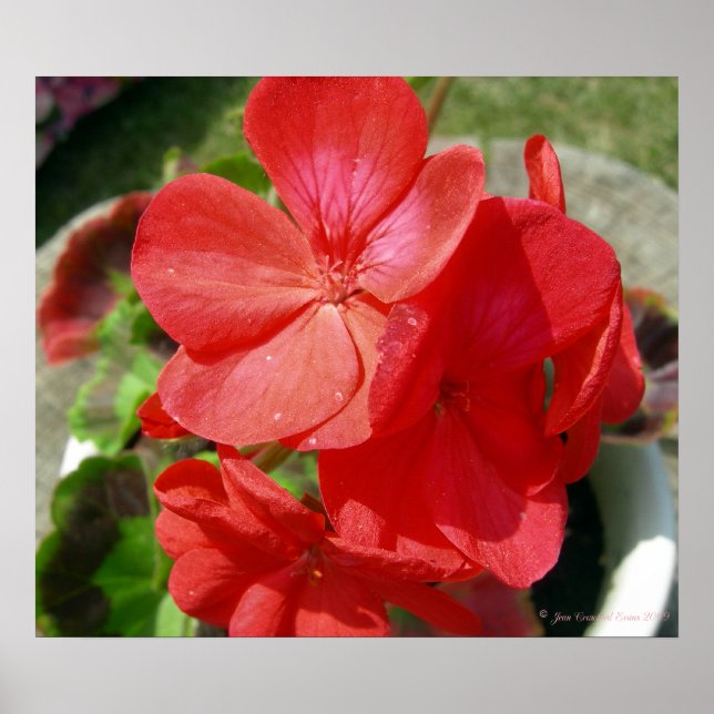 Póster Geranium (Frente)