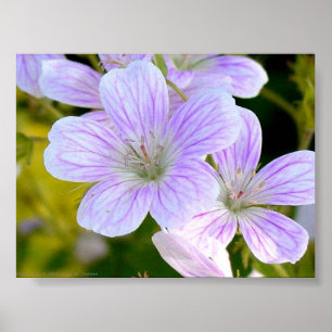 Póster Geranium