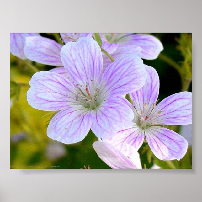 Póster Geranium (Frente)