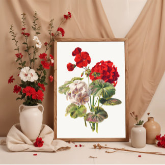 Póster Geranium