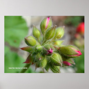 Póster Geranium Buds