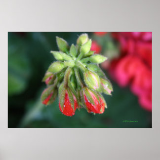 Póster Geranium Buds