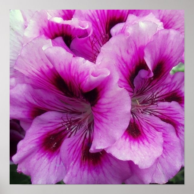 Póster Geranium Care Poster (Frente)