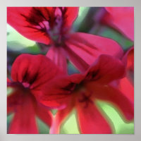 Geranium pintado