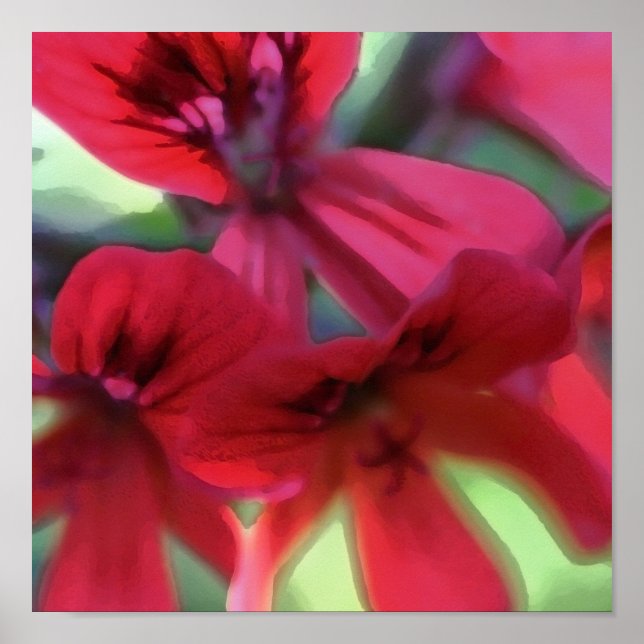 Póster Geranium pintado (Frente)