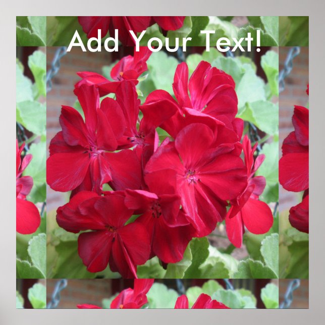 Póster Geranium Plant Red Floral (Frente)