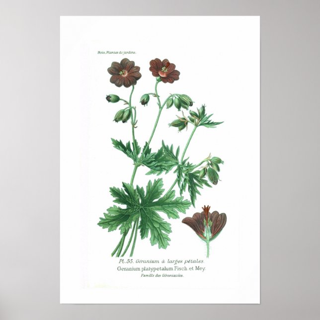 Póster Geranium platypetalum (Frente)