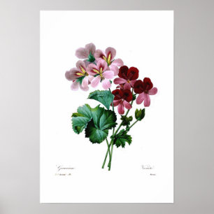 Póster Geranium varieties