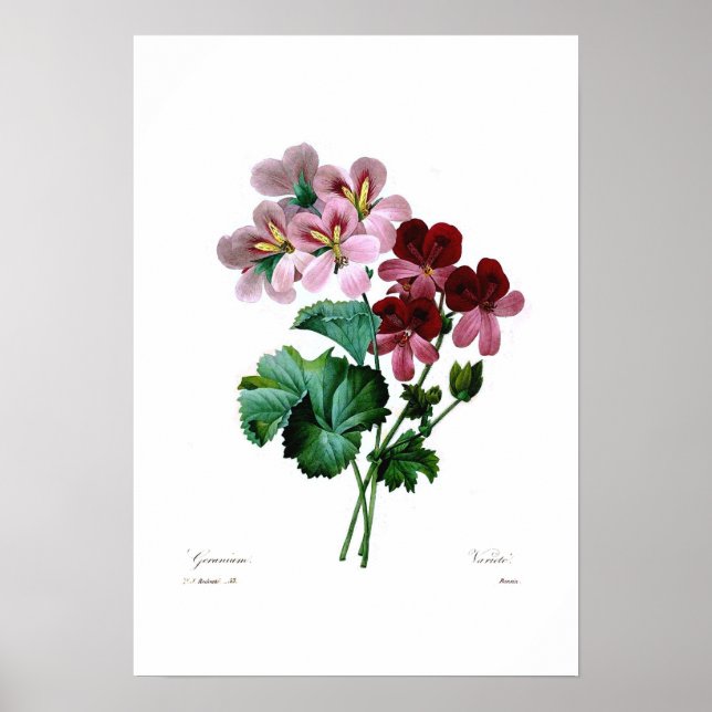 Póster Geranium varieties (Frente)