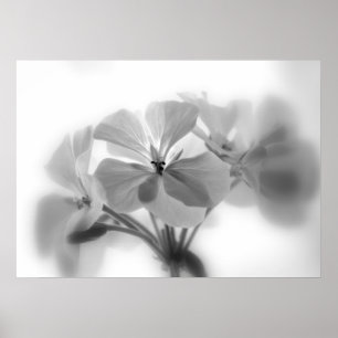 Póster Geraniums in Black and White