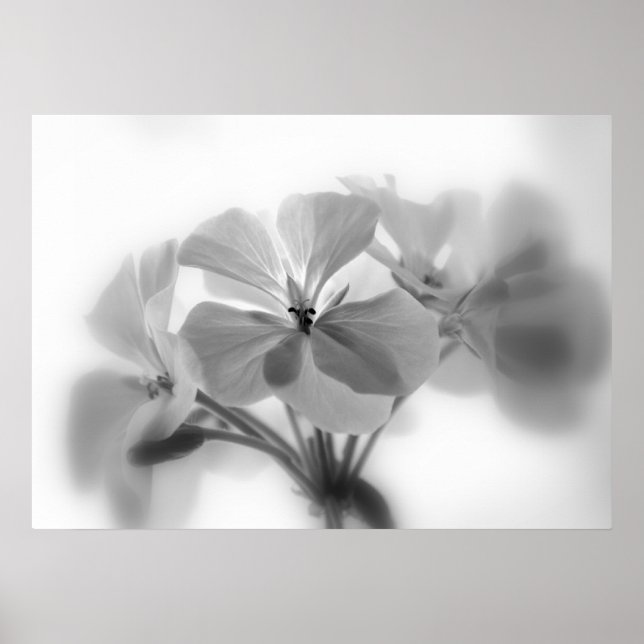 Póster Geraniums in Black and White (Frente)