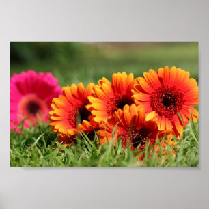 Póster Gerber Daisies