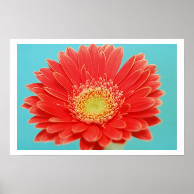 Póster Gerber Daisy (Frente)