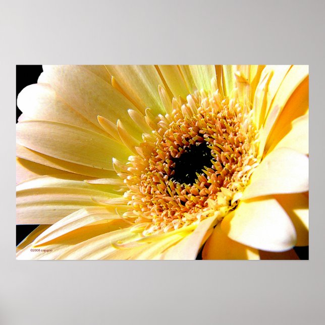 Póster Gerbera (Frente)
