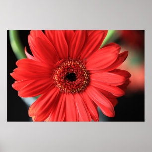 Póster Gerbera