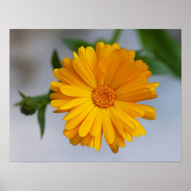 Póster Gerbera amarillo Daisy Wildflower (Frente)