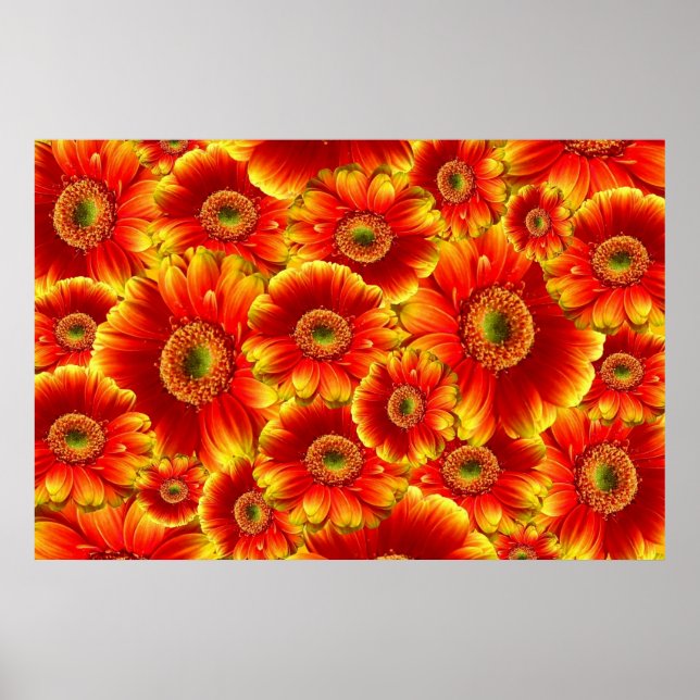 Póster Gerbera Daisies, amarilla y Naranja (Frente)