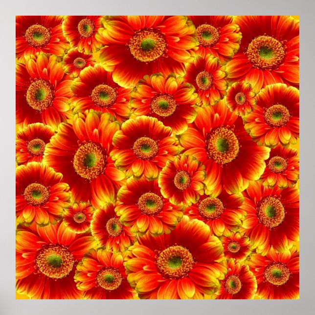 Póster Gerbera Daisies, amarilla y Naranja (Frente)
