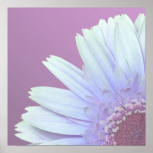 Póster Gerbera Daisy