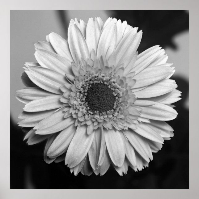 Póster Gerbera Daisy (Frente)