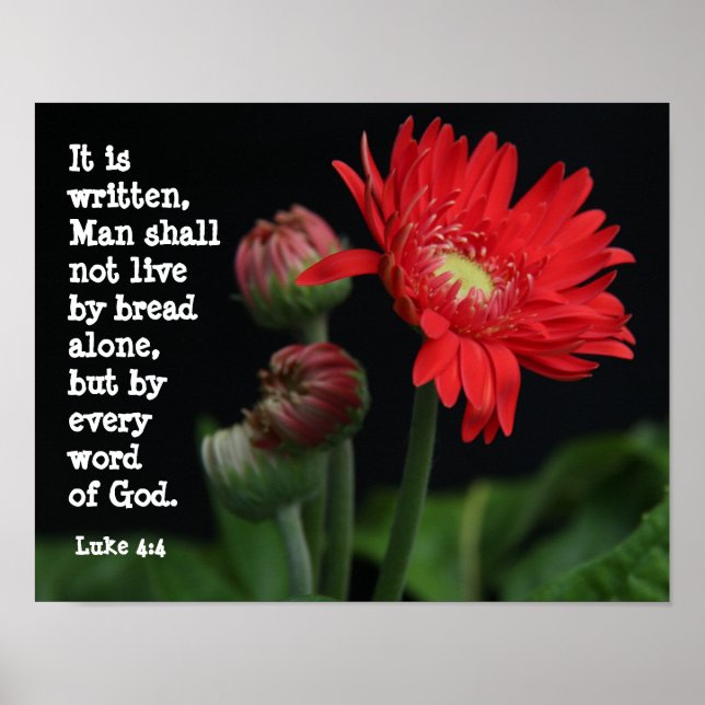 Póster Gerbera Daisy con Scripture Verse (Lucas 4:4) (Frente)