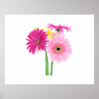 Póster Gerbera Daisy Flowers