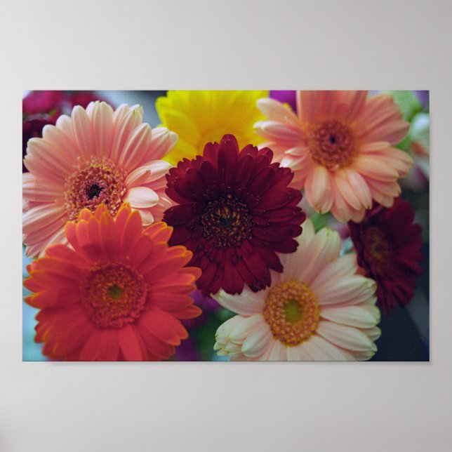 Póster Gerbera Daisy Flowers Wall Art Print Poster (Frente)