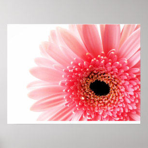 Póster Gerbera Daisy Poster