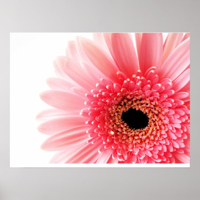 Póster Gerbera Daisy Poster (Frente)