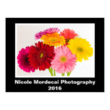 Gerbera Daisy Poster