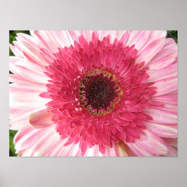 Póster Gerbera Daisy Poster (Frente)