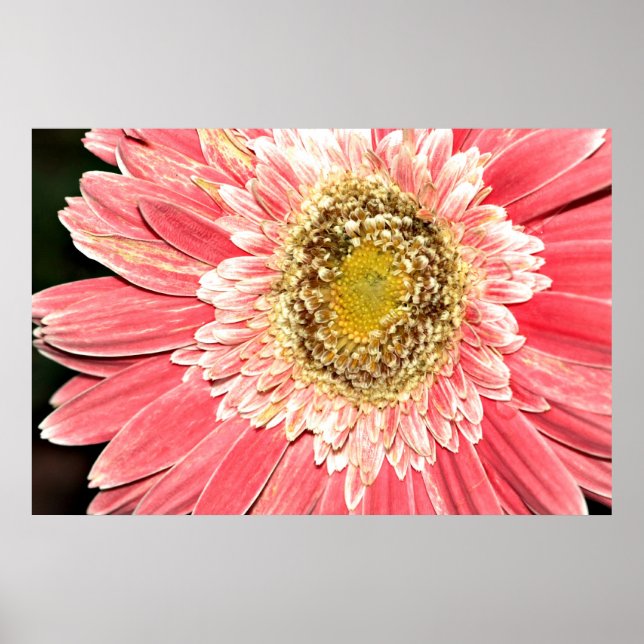 Póster Gerbera Daisy Poster, Versión B (Frente)