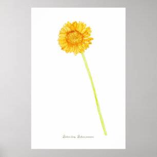 Póster Gerbera daisy Print, papel Poster de valor (mate)