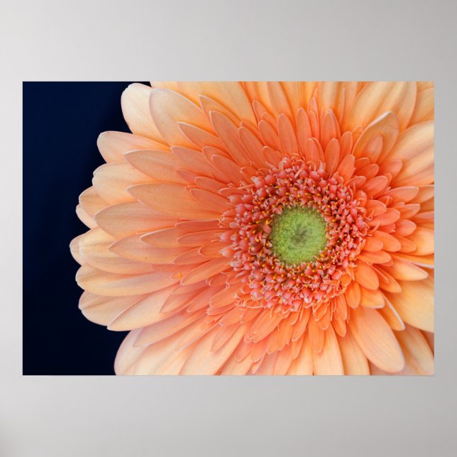 Póster Gerbera de melocotón (Frente)