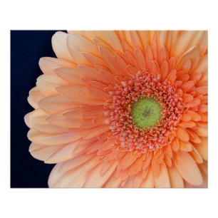 Póster Gerbera melocotón