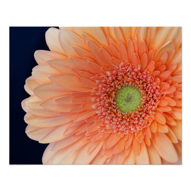 Póster Gerbera melocotón (Anverso)