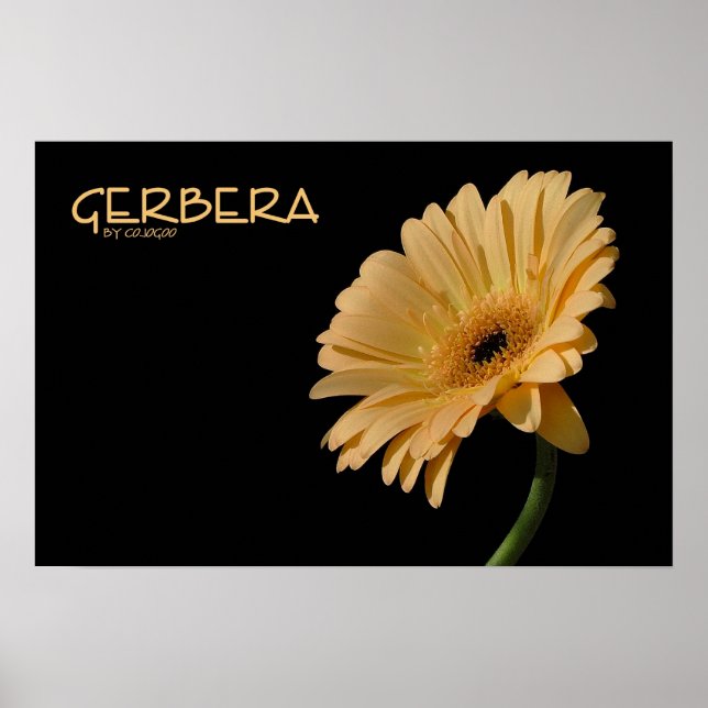Póster Gerbera Poster (Frente)