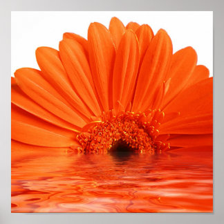 Póster gerbera roja en el agua