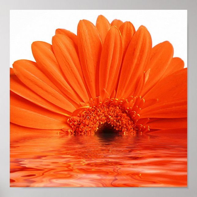 Póster gerbera roja en el agua (Frente)