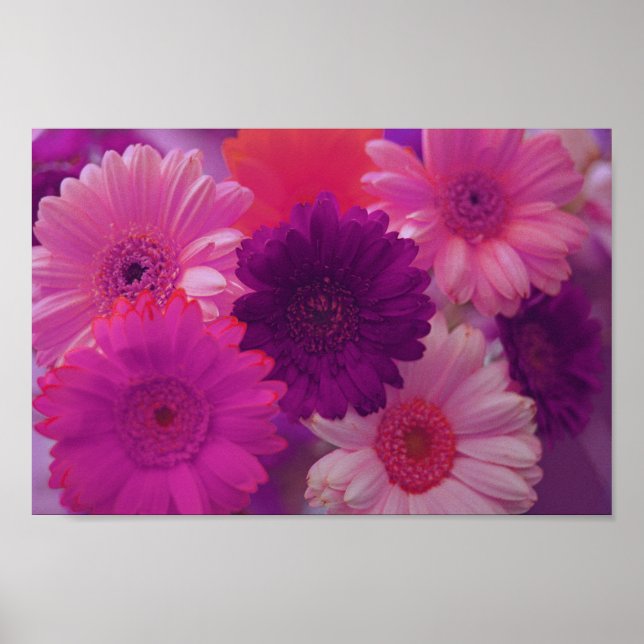 Póster Gerbera rosa Daisy Flowe Wall Art Poster de impres (Frente)