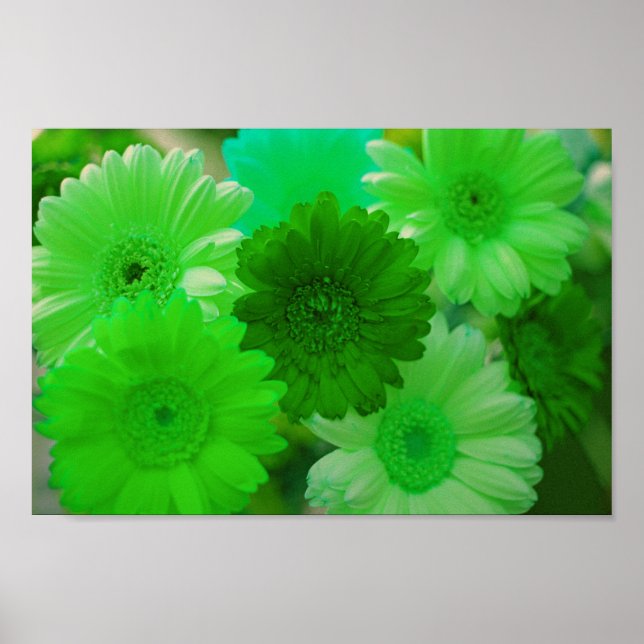 Póster Gerbera verde Daisy Flowe Wall Art Poster de impre (Frente)