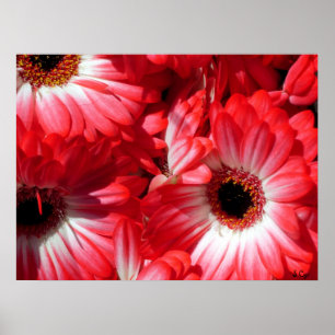 Póster Gerberas rojos poster, S Cyr