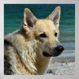 Póster German Shepard By The Sea
